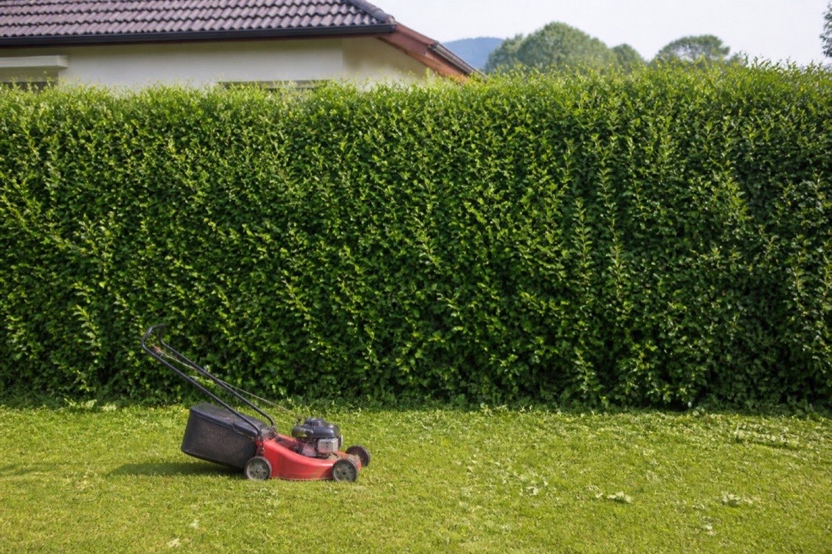 Frisch geschnittene Hecke und Rasenmäher im Garten